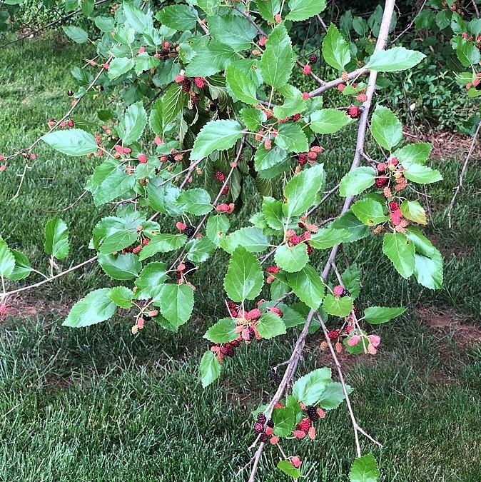 Morus rubra ~ Red Mulberry