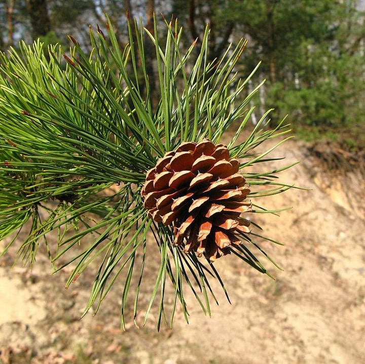 Pinus rigida ~ Pitch Pine