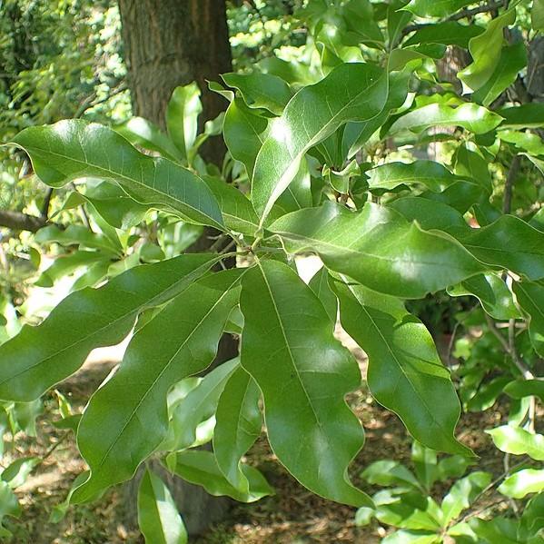 Quercus imbricaria ~ Shingle Oak