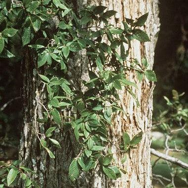 Ulmus crassifolia ~ Cedar Elm
