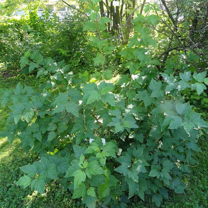 Physocarpus opulifolius ~ Atlantic Ninebark