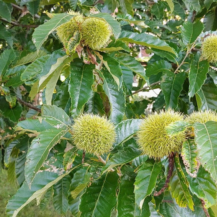 Castanea mollissima ~ Chinese Chestnut
