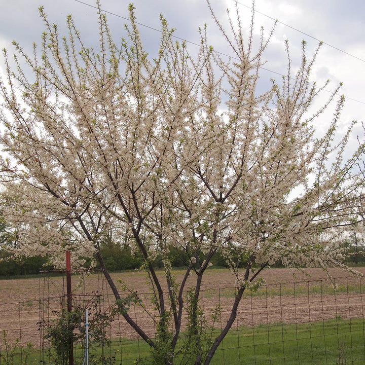 Prunus americana ~ American Plum