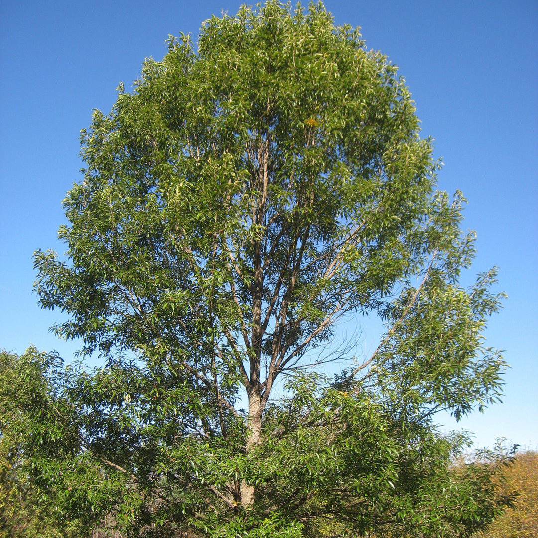 Quercus acutissima ~ Sawtooth Oak