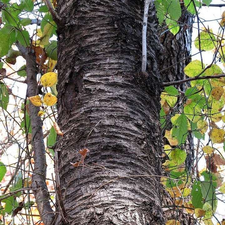 Betula lenta ~ Sweet Birch