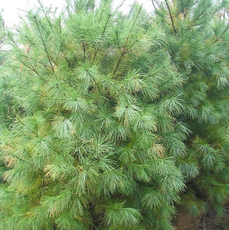 Pinus strobus ~ White Pine
