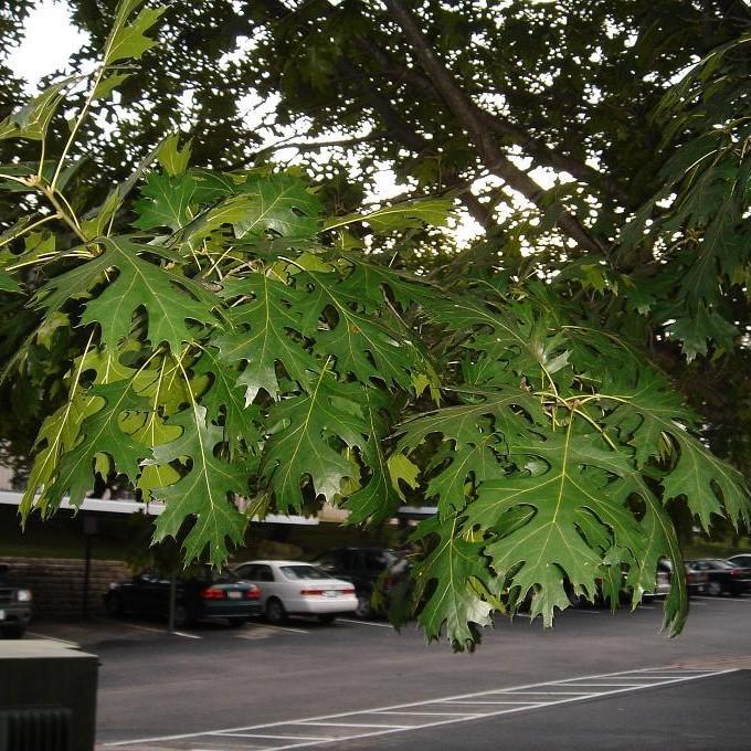 Quercus shumardii ~ Shumard Oak