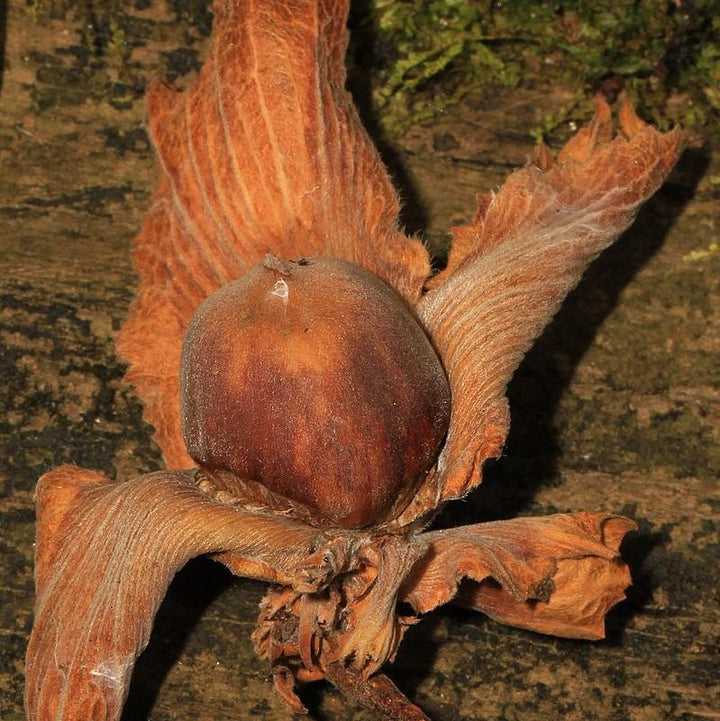 Corylus americana ~ Hazelnut, American Filbert