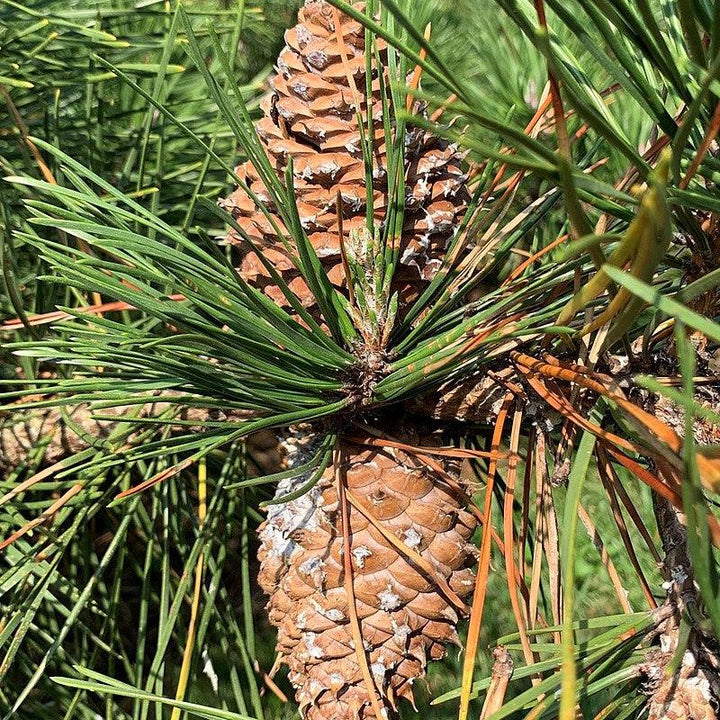 Pinus pungens ~ Table Mountain Pine
