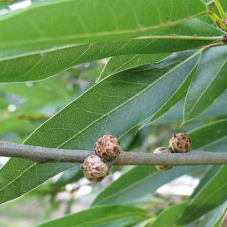 Quercus phellos ~ Willow Oak