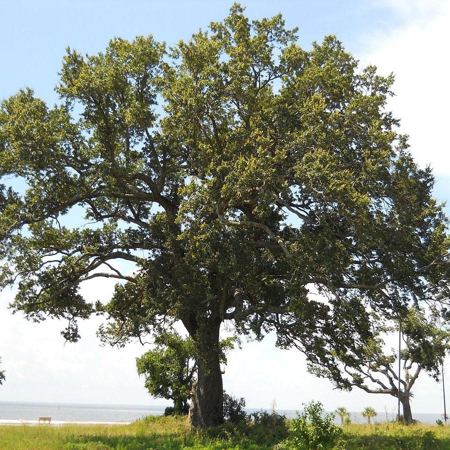 Quercus virginiana ~ Southern Live Oak
