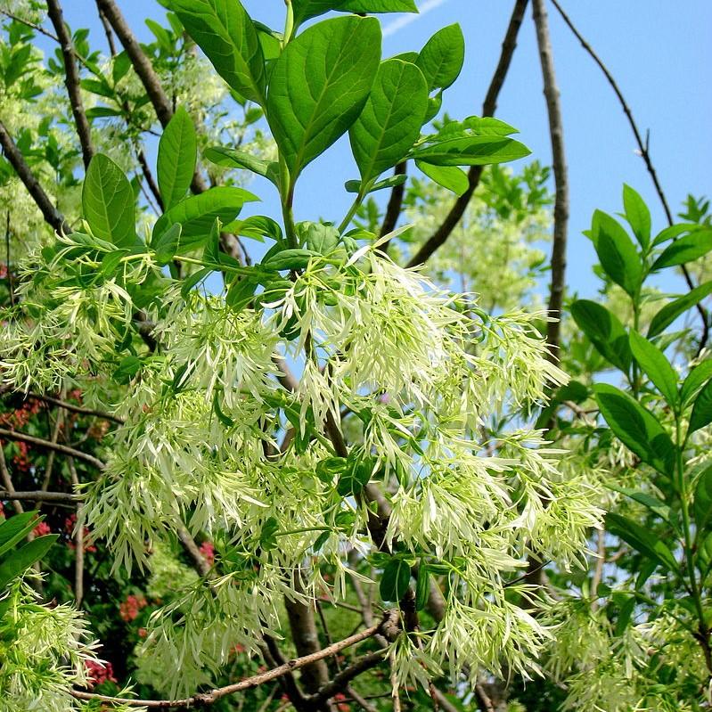 Chionanthus virginicus ~ White Fringe Tree