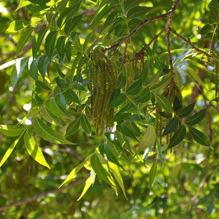 Carya illinoinensis ~ Pecan