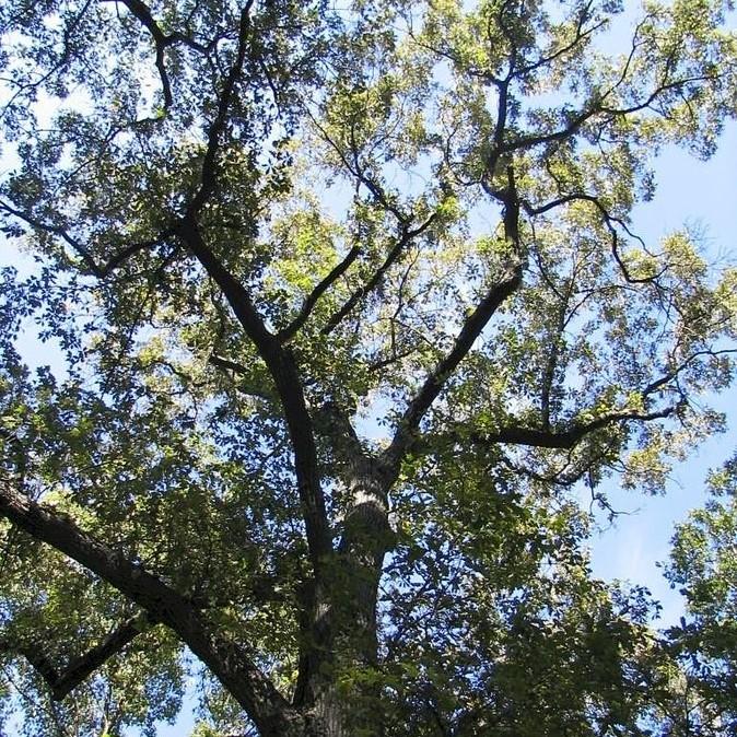 Quercus falcata ~ Southern Red Oak