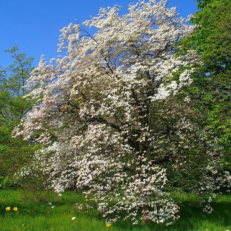 Cornus florida ~ Flowering Dogwood