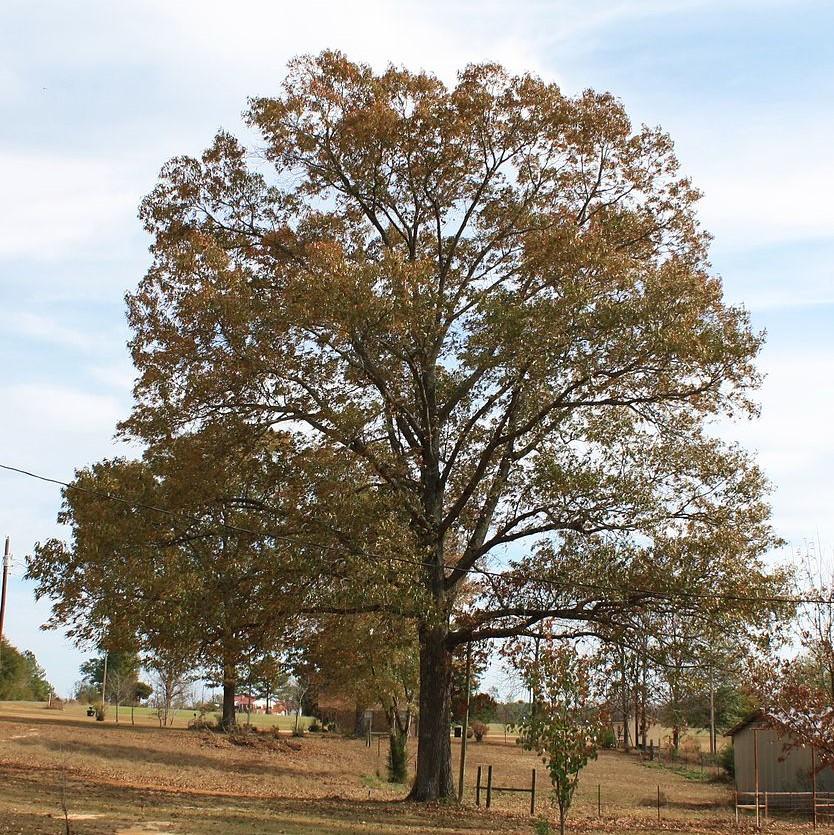 Quercus falcata ~ Southern Red Oak