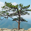 Table Mountain Pine