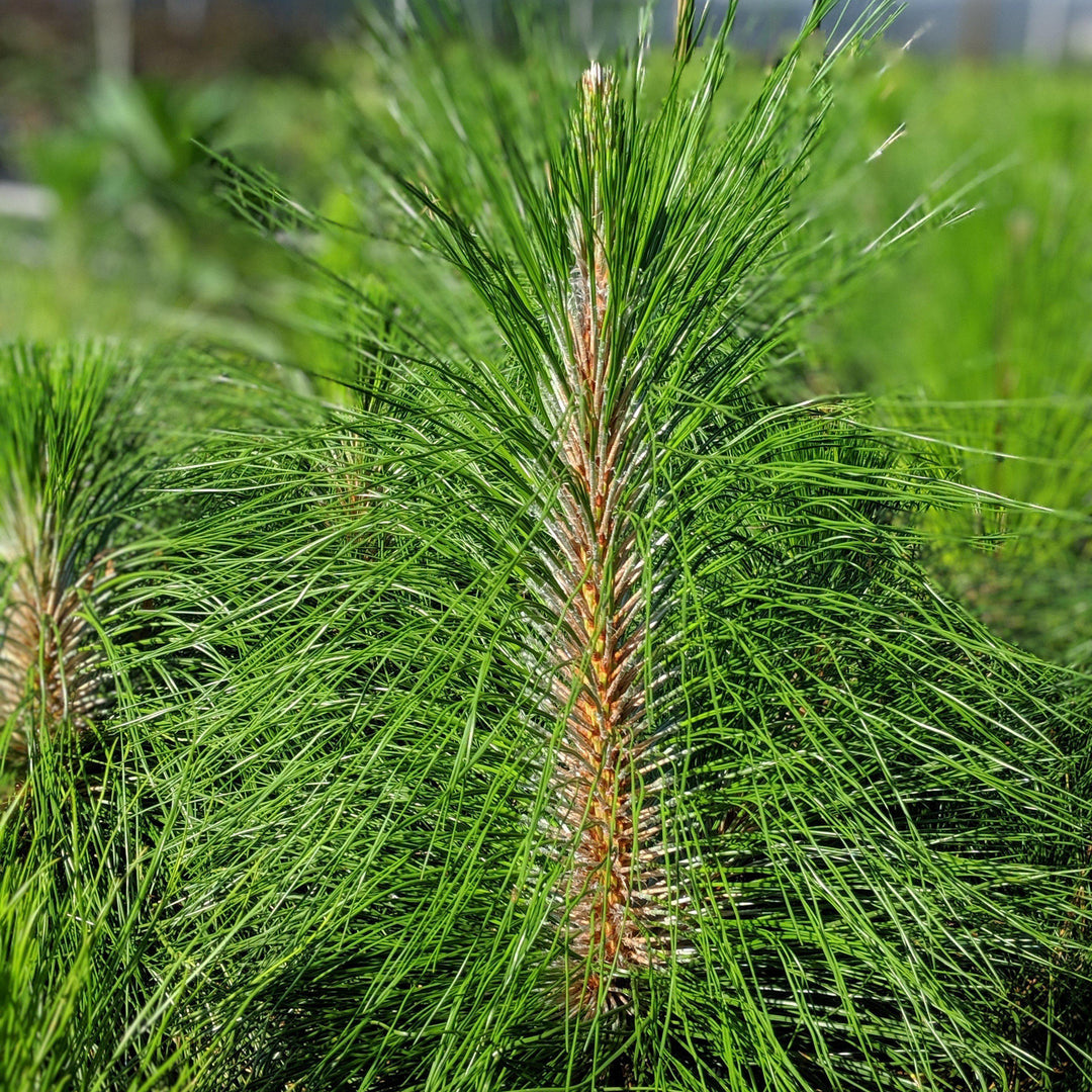 Pinus palustris ~ Long-Leaf Pine, Southern Pine