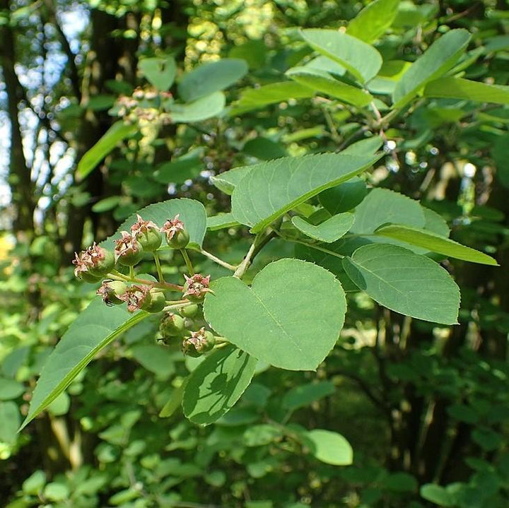 Amelanchier canadensis ~ Shadblow Serviceberry