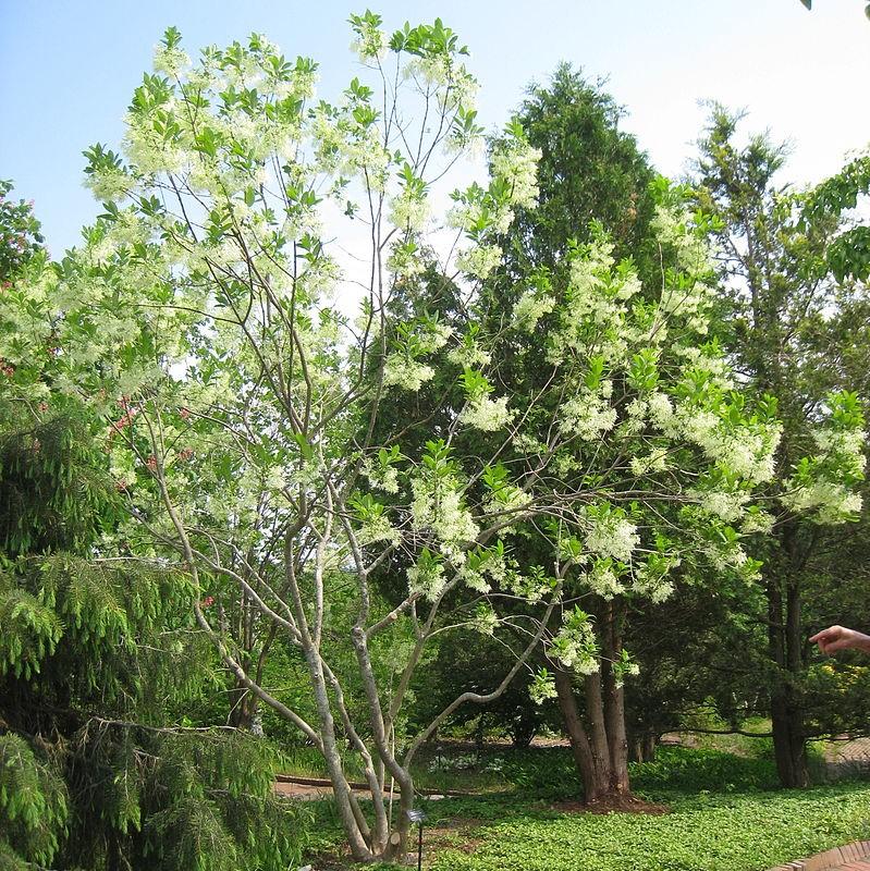 Chionanthus virginicus ~ White Fringe Tree