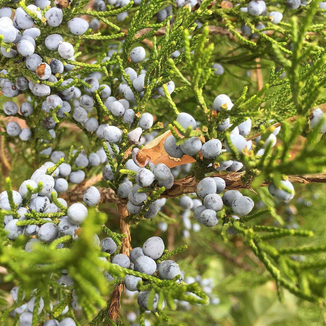 Juniperus virginiana ~ Eastern Red Cedar