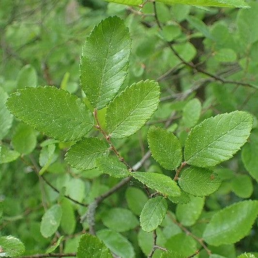 Ulmus crassifolia ~ Cedar Elm