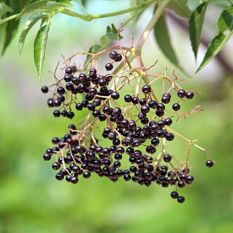 Sambucus nigra canadensis ~ Common Elderberry, American Elderberry
