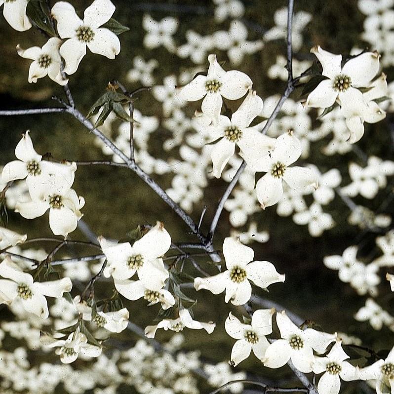 Cornus florida ~ Flowering Dogwood