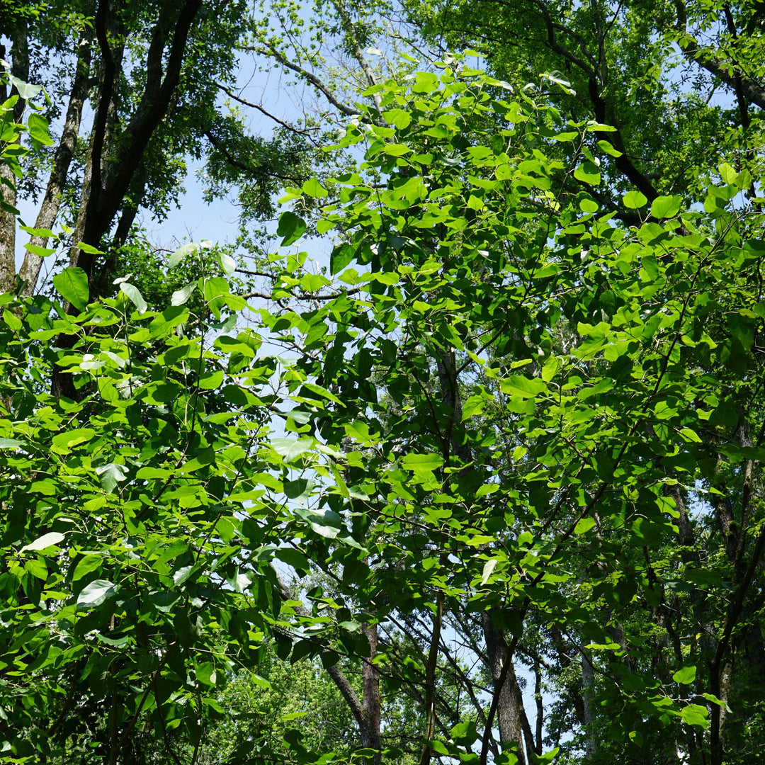 Populus heterophylla ~ Swamp Cottonwood