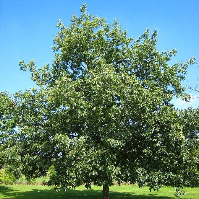 Quercus rubra ~ Northern Red Oak