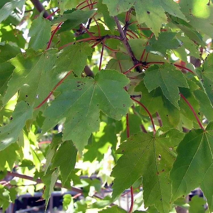 Acer rubrum 'PNI 0268' ~ October Glory® Red Maple