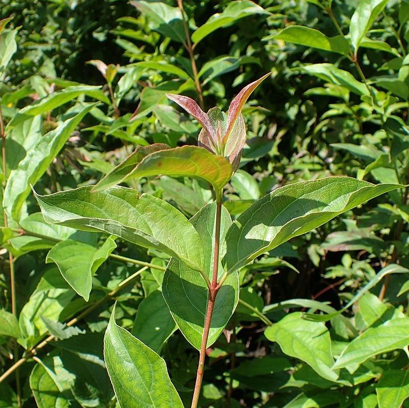 Cornus racemosa ~ Gray Dogwood