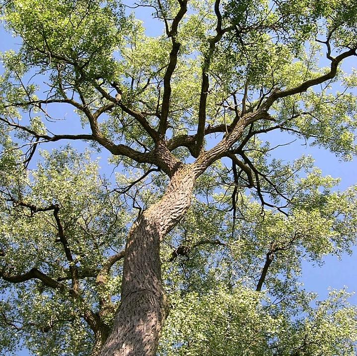Populus deltoides ~ Eastern Cottonwood