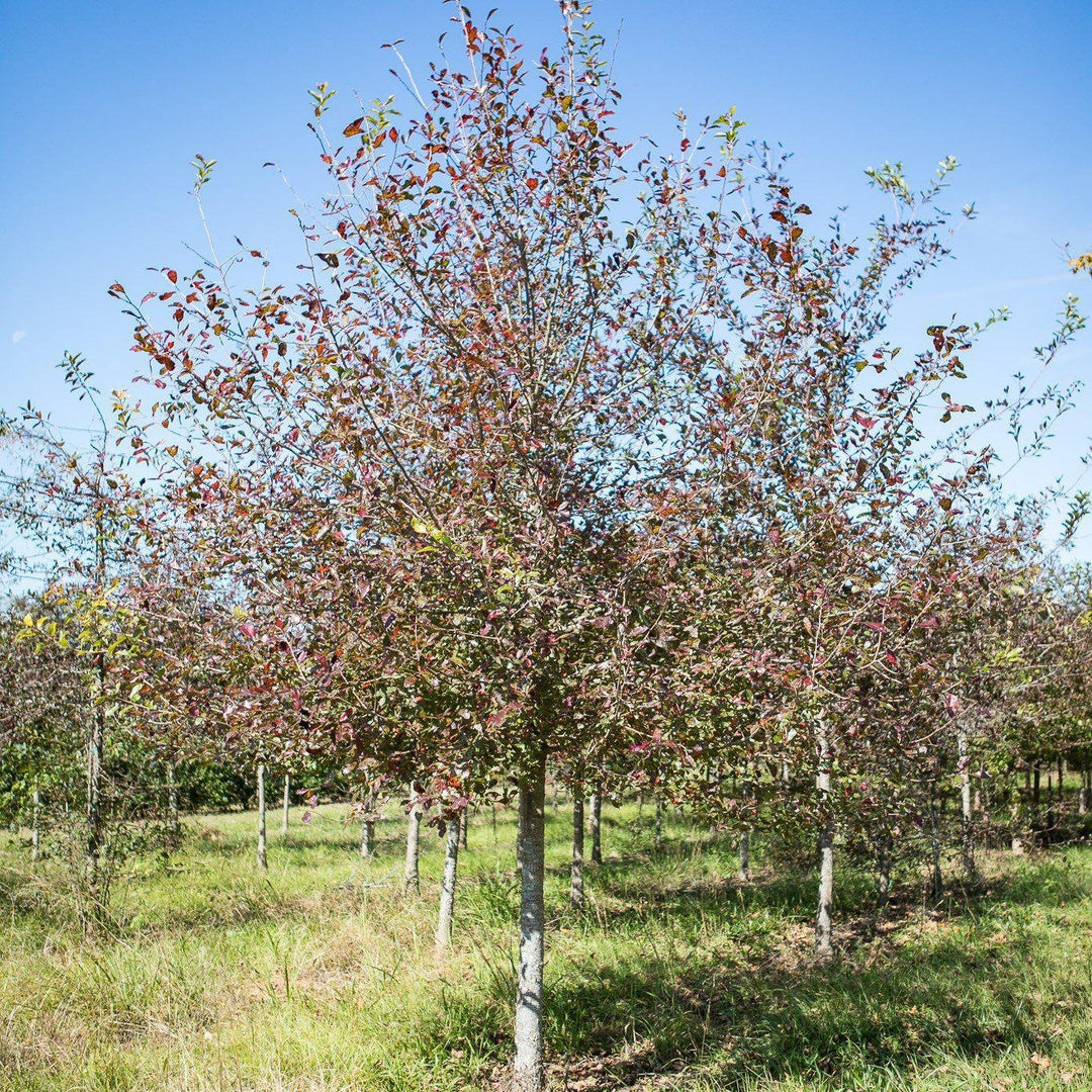 Quercus bicolor ~ Swamp White Oak