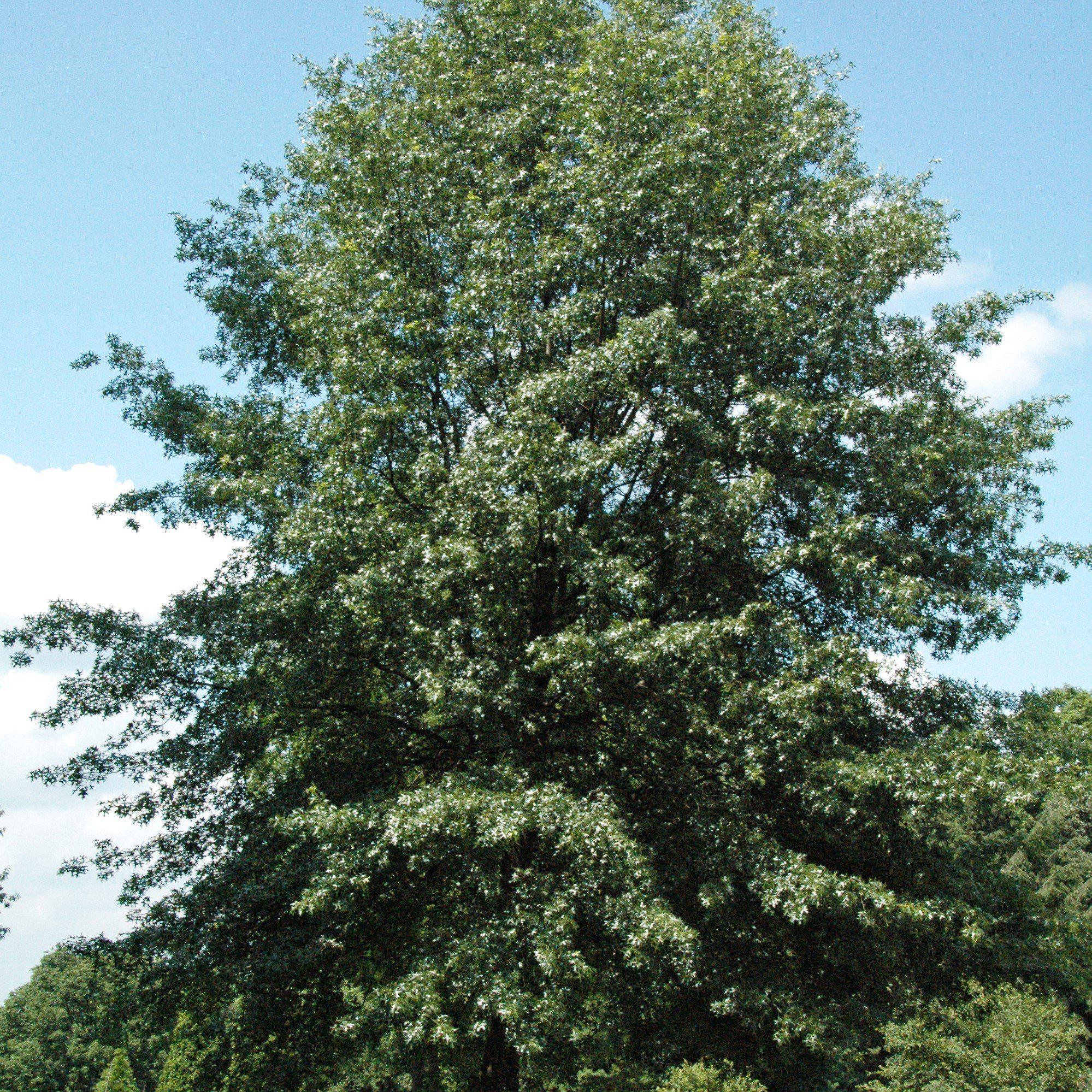 Quercus coccinea ~ Scarlet Oak – Native Forest