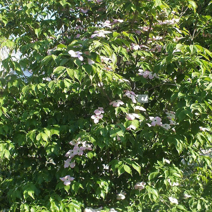 Cornus florida 'Comco No. 1' ~ Cherokee Brave Dogwood