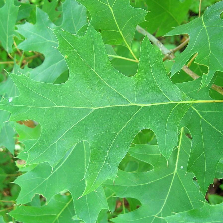 Quercus coccinea ~ Scarlet Oak
