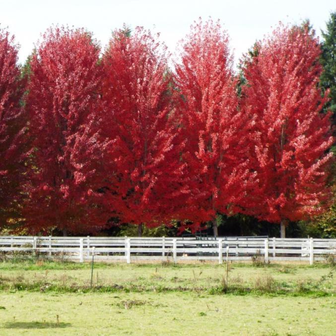 Acer rubrum 'Sun Valley' ~ Sun Valley Red Maple