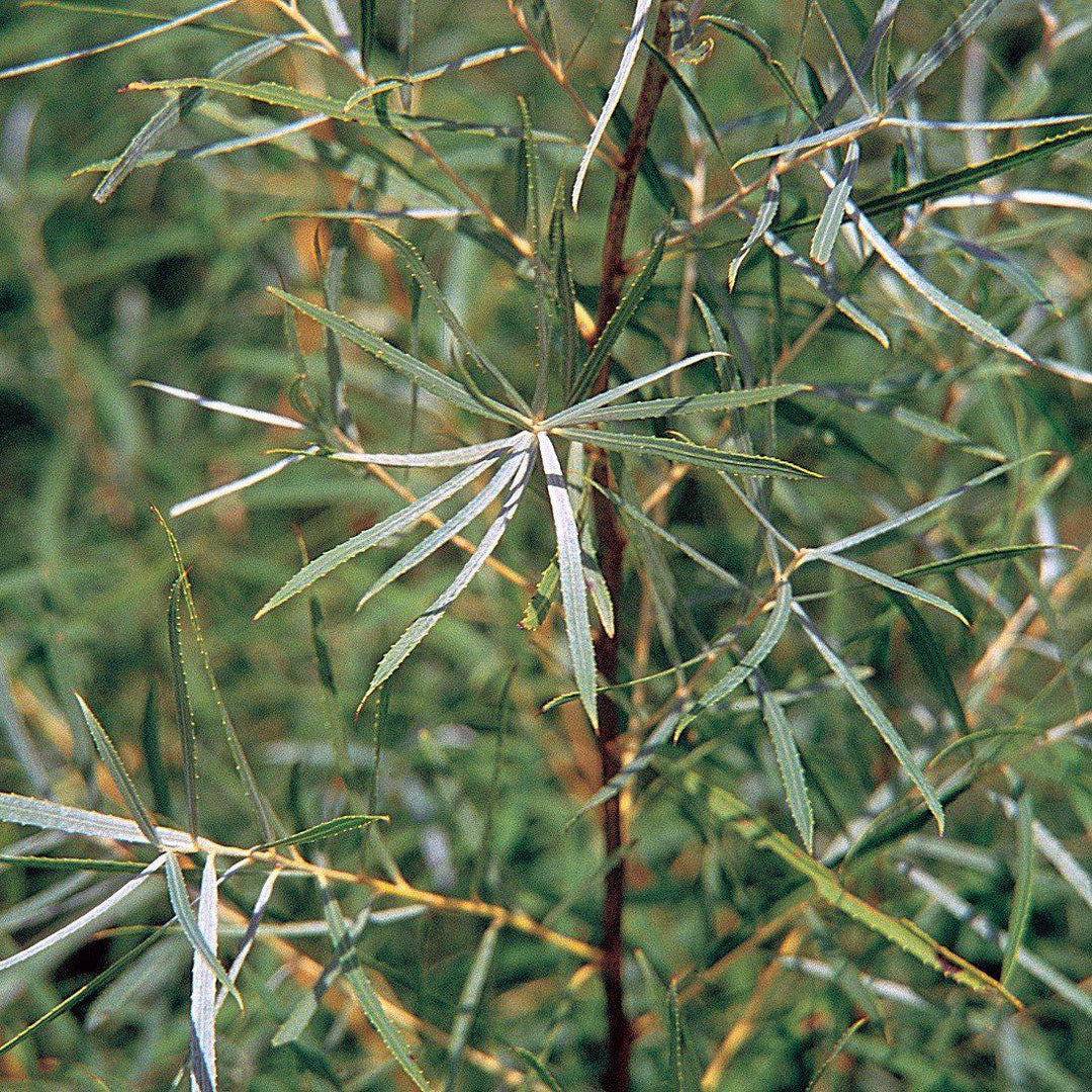 Salix interior ~ Sandbar Willow