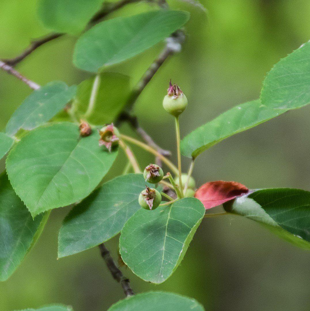 Amelanchier arborea ~ Downy Serviceberry