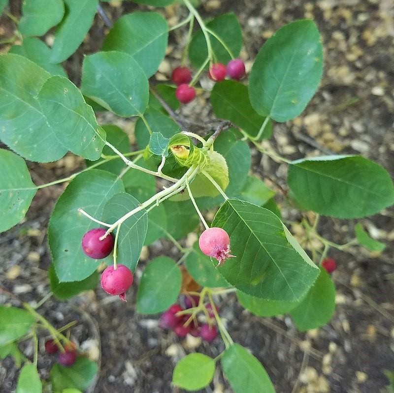 Amelanchier laevis ~ Allegheny Serviceberry