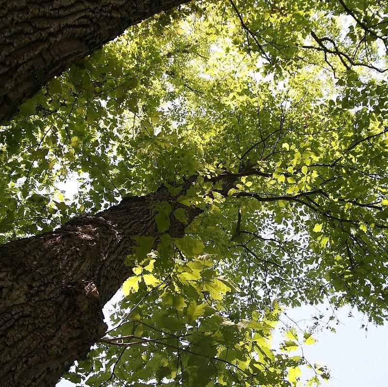 Quercus prinus ~ Chestnut Oak