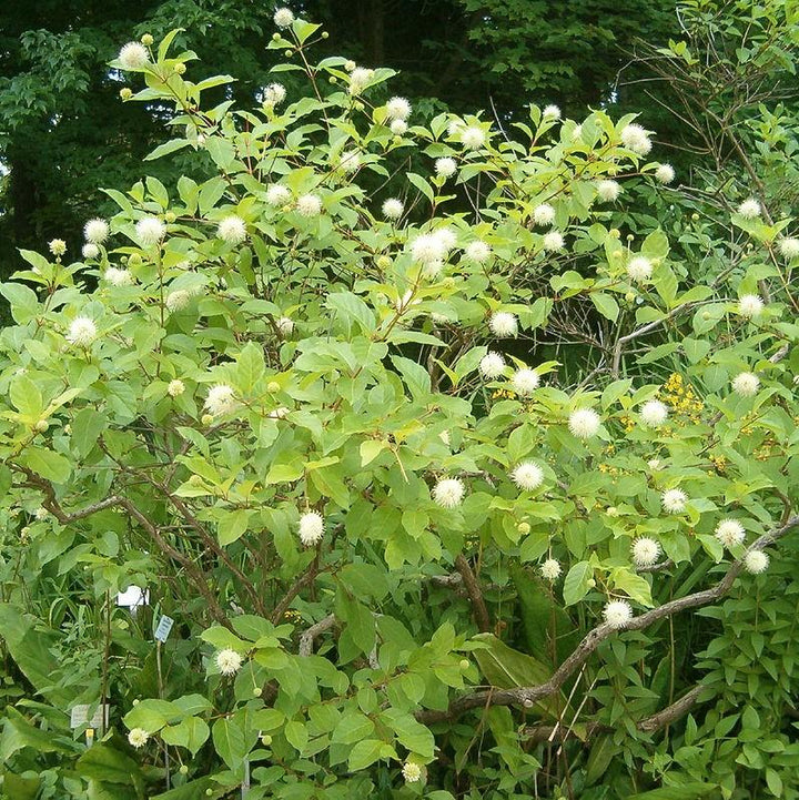Cephalanthus occidentalis ~ Buttonbush