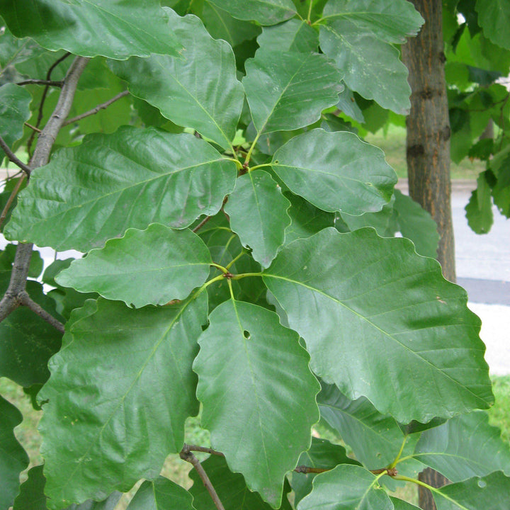 Quercus michauxii ~ Swamp Chestnut Oak