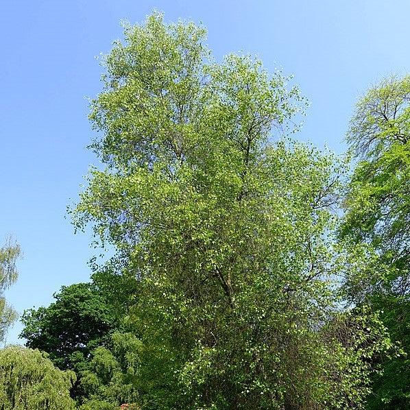 Betula populifolia ~ Gray Birch