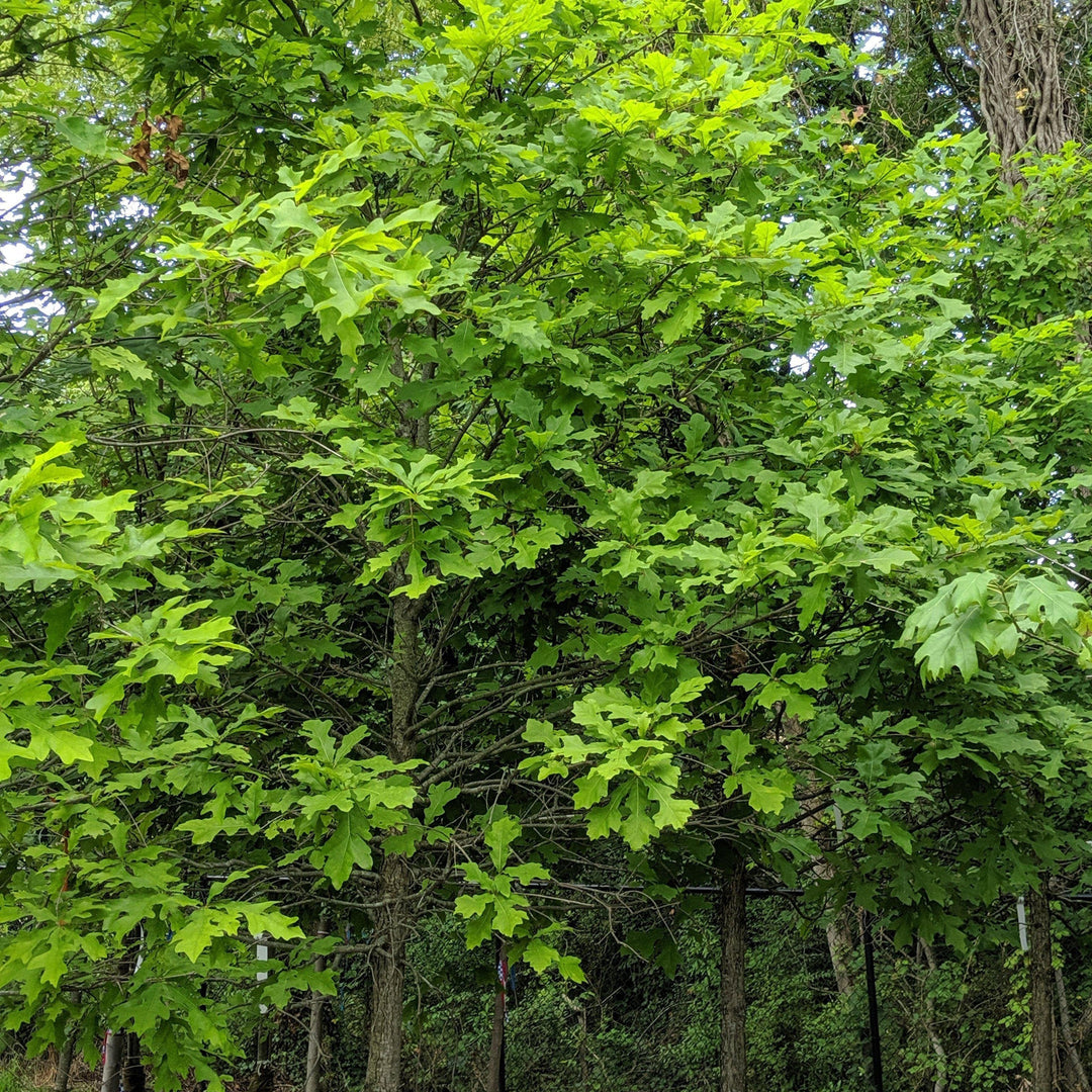 Quercus lyrata ~ Overcup Oak