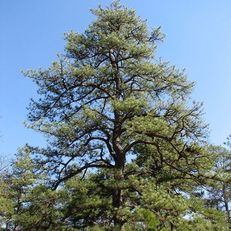 Pinus rigida ~ Pitch Pine
