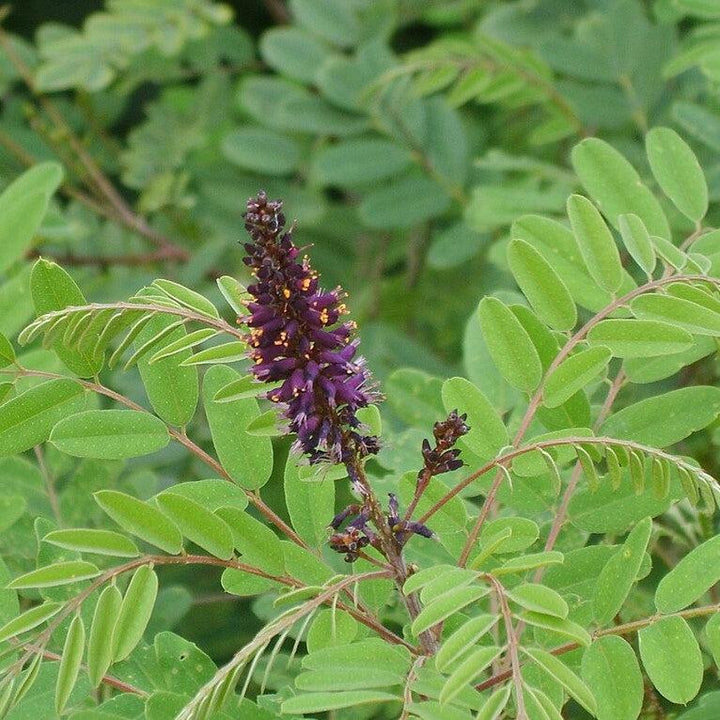 Amorpha fruticosa ~ Indigo Bush