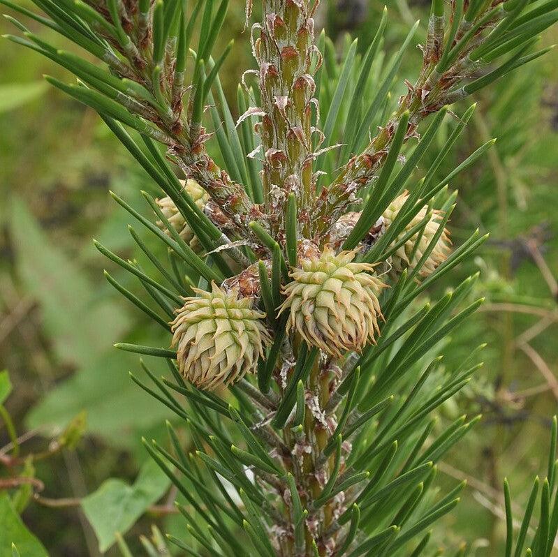 Pinus pungens ~ Table Mountain Pine