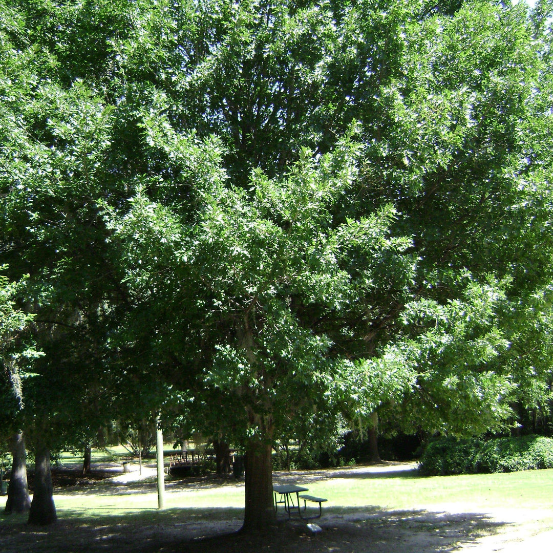 Quercus texana ~ Nuttall Oak